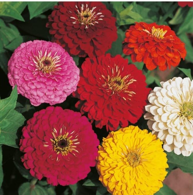 Willvine Premium Quality Zinnia Mixed-VNT-7I-image-41