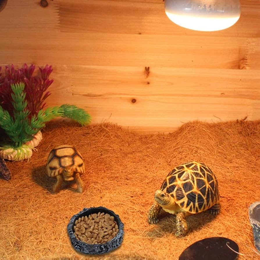 Amazon | 爬虫類両生類飼育ケースアクセサリー 餌入れ食器ウォーター