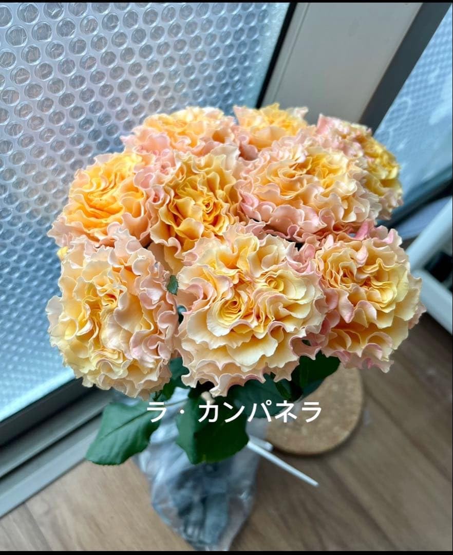 Amazon.co.jp: バラ苗 挿し木苗 切花品種 苗 ラ・カンパネラ : DIY