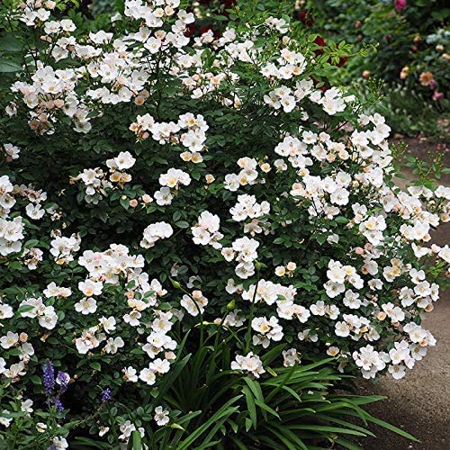 「ゆきこ」 切り花品種バラ苗　2点 バラ苗【中苗】ユキコ 国産苗 6号鉢植え品［契約品種］《OM-ZEN