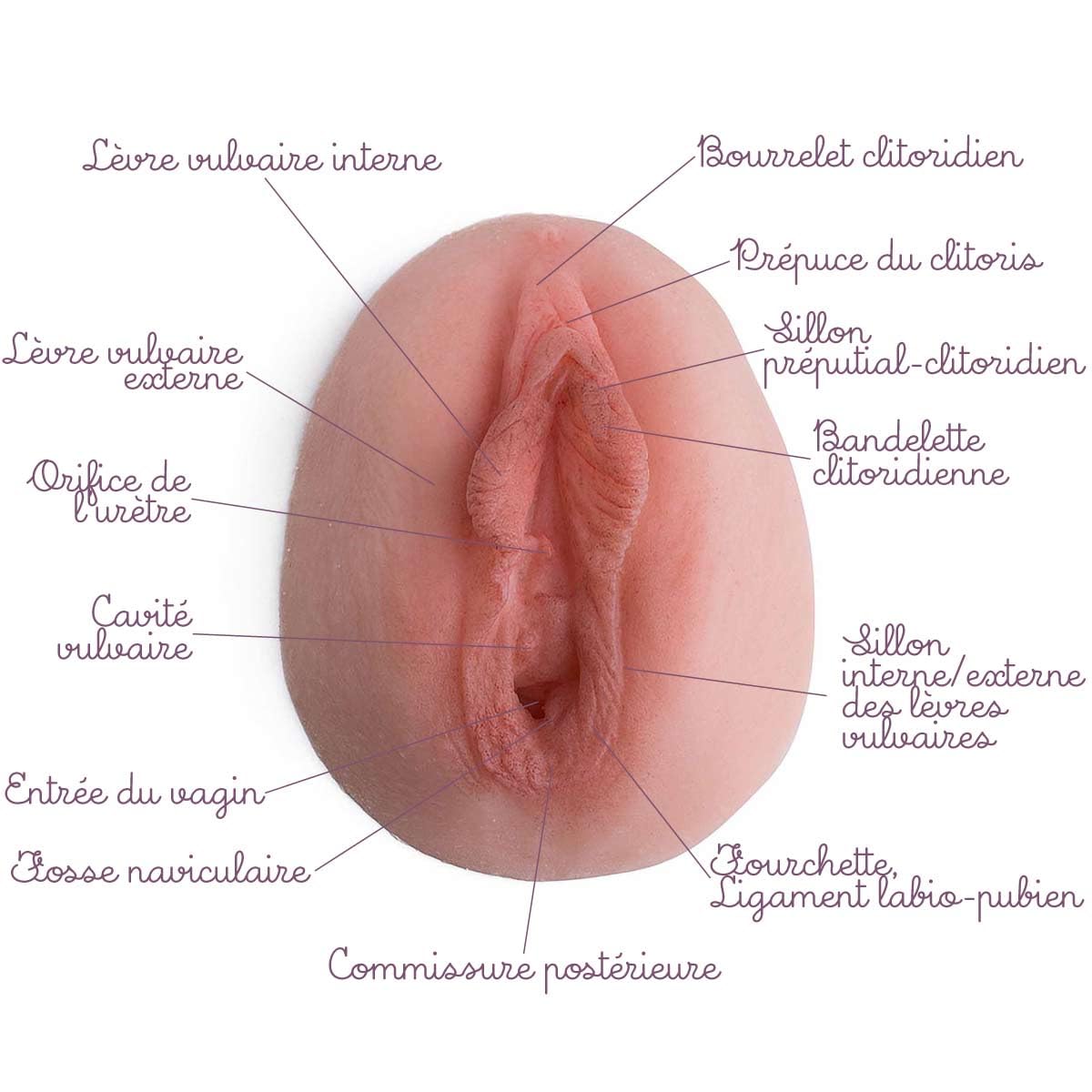Bivea | Vulve Tulipe en silicone | Modèle pédagogique pour l'éducation à l'anatomie féminine