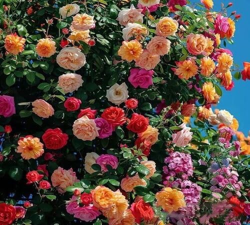 100pcs Mixed Climbing Rose Flower Seeds
