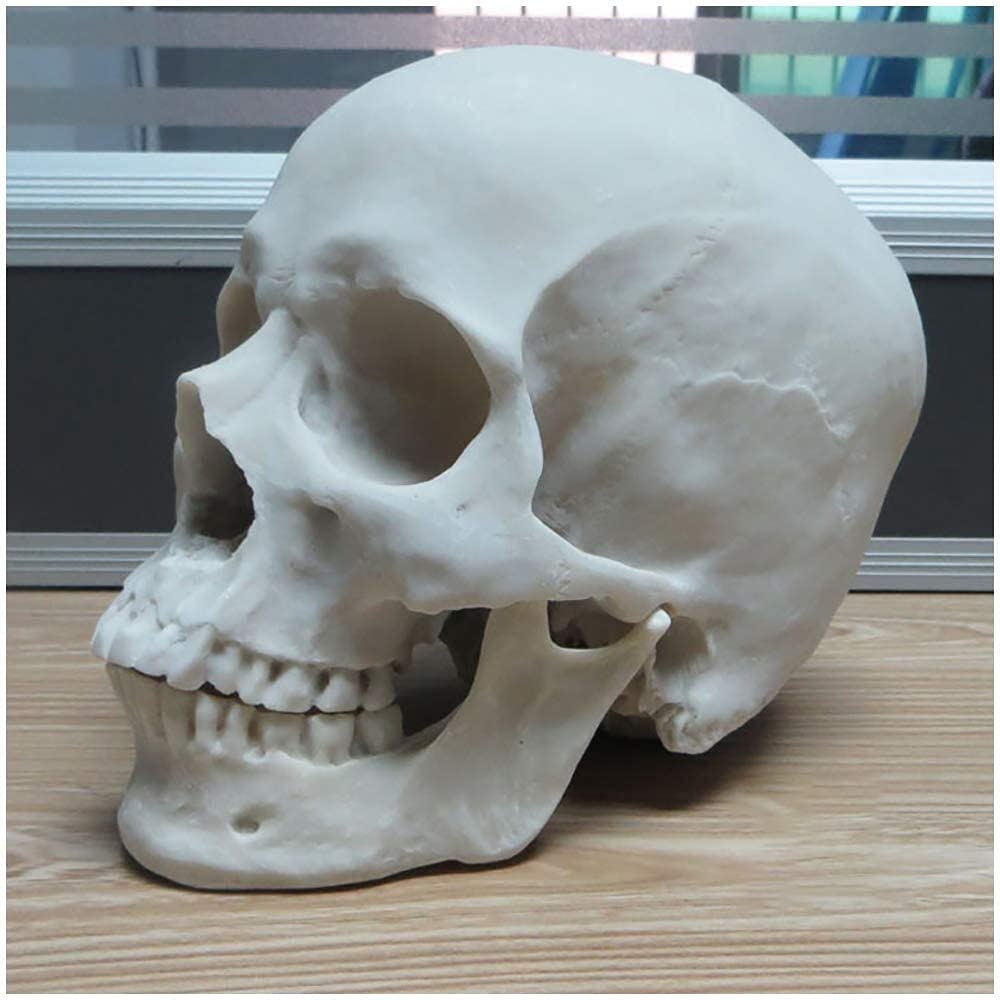 Model ludzkiej czaszki w rozmiarze rzeczywistym Anatomia naukowa Model mięśniowo-szkieletowy głowy ludzkiej czaszki Materiał żywiczny Model medyczny