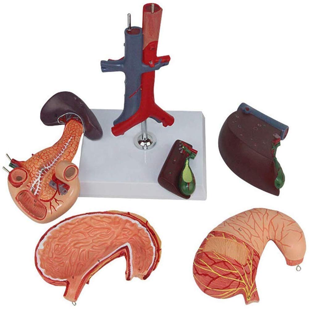 Molde Educativo, Modelo anatómico, estómago Humano, hígado, vesícula biliar, páncreas, duodeno, estómago, Modelo, Sistema, órgano, gastroenterología