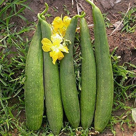Ridge Gourd Seeds Taroi Beej, Peerkangai Vithaigal, Beerakaya Vithanalu, Hirekayi Beeja, Peerkka Vithukal, Dodka Biyane, Turiyani Beej), Jhinge Beej, Jani Guruda Sieda,Jhinga Beej (B0D8TFW7SC) Amazon Price History, Amazon Price Tracker