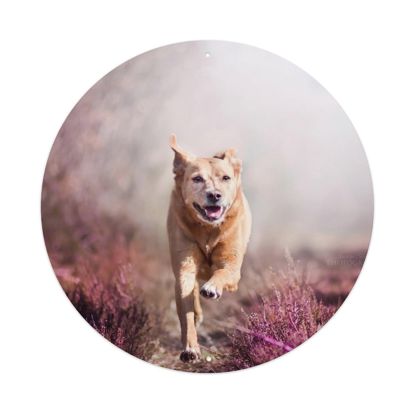 Cwbufd Vintage Style Animal Labrador Retriever Running Through Purple Heather Field Vintage Metal Tin Sign Plaque Wall Decor For Cafe, Club Bar, Office, Garden Metal Poster 8X8inch