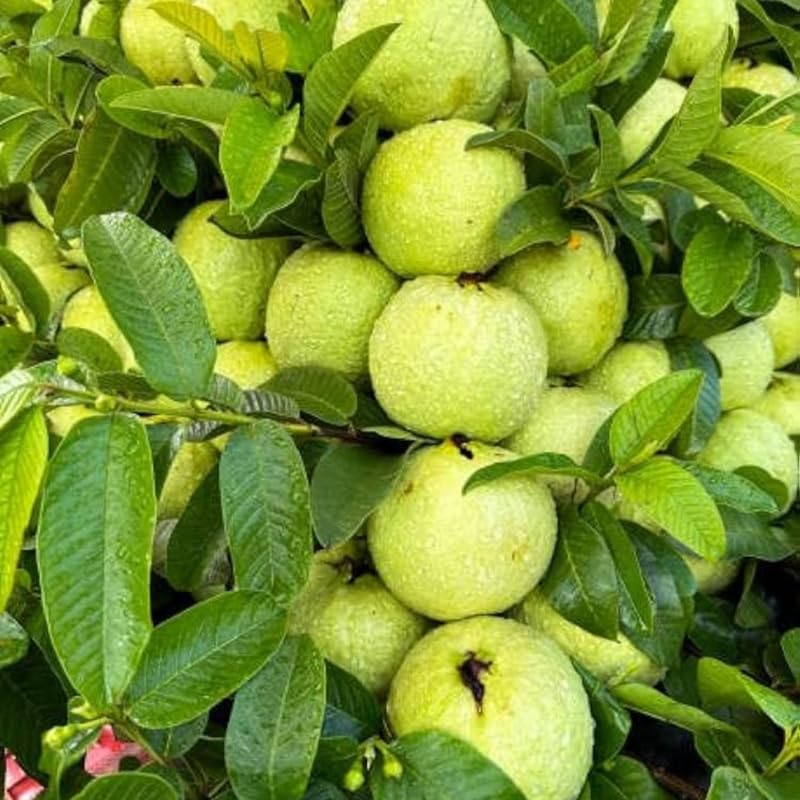 No CA, Kilo Guava Tree Live Plant, 2-3 Ft Fruiting Airlayere...