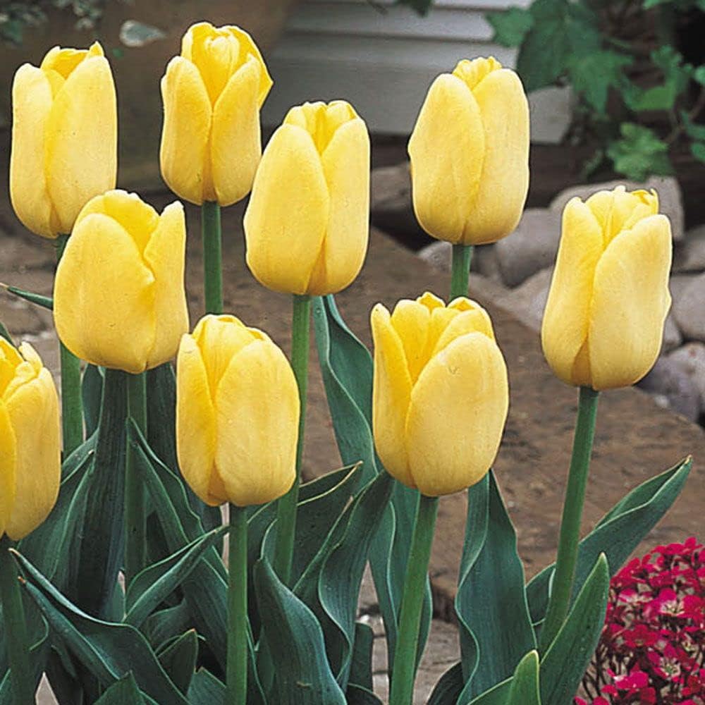 Tulip ‘Bol Royal Honey’ Important Flower Bulbs For Home Garden –(Pack Of 2 Bulbs Yellow)