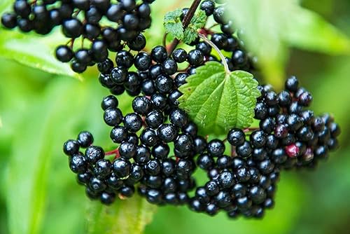 4 esquejes de saúco para cultivar con rodamientos negros frescos, cultivar 4 plantas de árboles de saúco, preciadas para frutas saludables