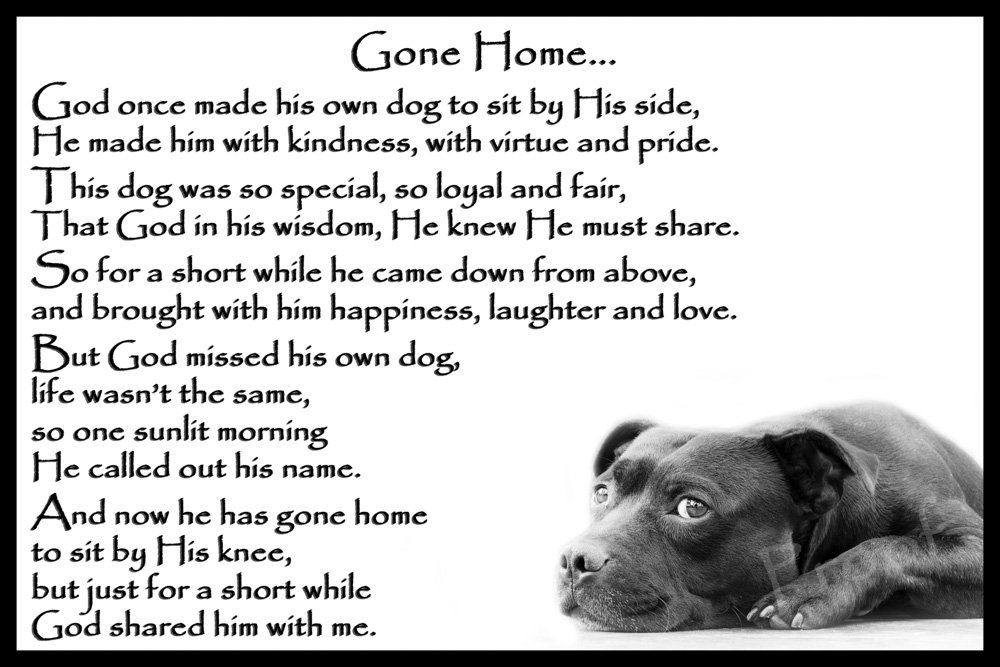 Staffordshire Bull Terrier Staffy pet Dog Sympathy Memorial Card - Gone Home (Male)