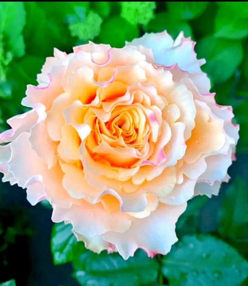 収穫優先 バナナ200㎝巨大苗 高糖度低木超・ドワーフナムワ・キング