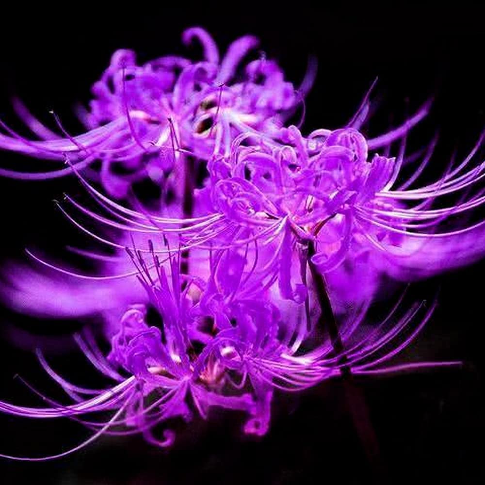 Spider Lily Onion Lycoris Radiata Bulbs Flowers - Flower Bulbs Perennial  Hardy - Exotic Plants Series Gifts for Garden Lovers Hardy Perennials  Balcony Flowers Gift - Pack of 4 : Amazon.de: Garden