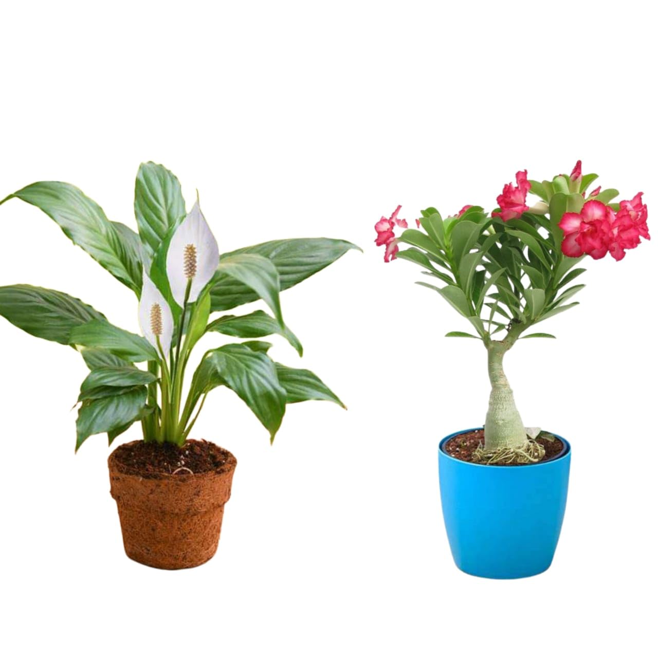 OIHOLO Adenium Bonsai Looking Plants And Air Purifier Peace Lily Plant Spathiphyllu | Outdoor Plants | Low Maintainence Combo plants pack of 2 (B0CWY3NQ38) Amazon Price History, Amazon Price Tracker