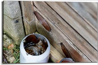 A Homemade slug beer trap Canvas Wall Art Decor Framed Photo Prints Picture Poster For Bathroom Bedroom Kitchen Living Room Office Artwork Paintings 20x30