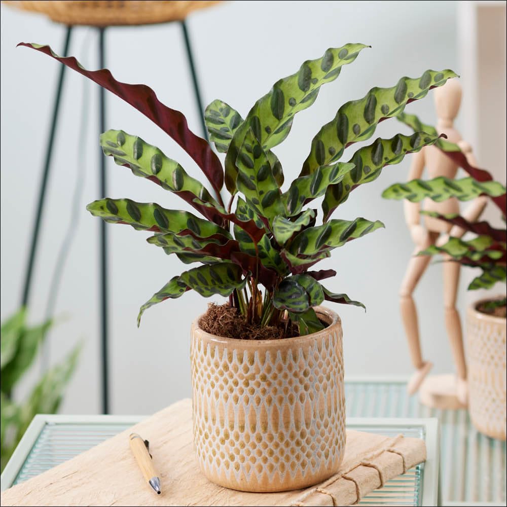 Yougarden Green Rattlesnake Plant, Established Houseplant In 11Cm Pot, Ready To Display Indoor Plant, Calathea Insignis