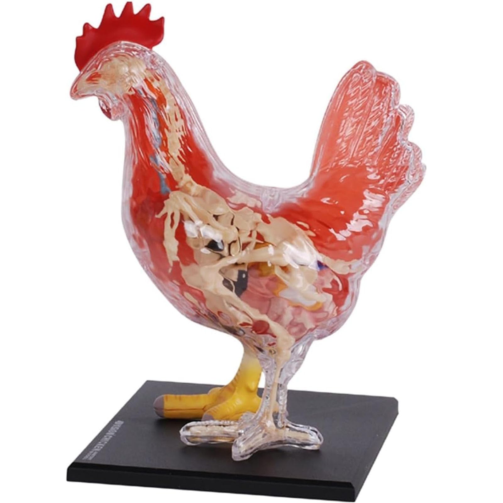 Model anatomii kurczaka 4D, odłączany, 32-częściowy zestaw do samodzielnego montażu, model anatomii narządów zwierzęcych do kliniki weterynaryjnej dla zwierząt