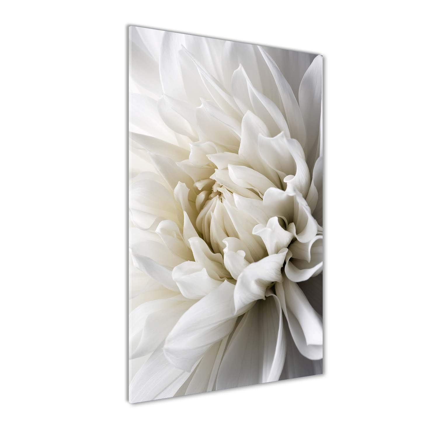 Tableau sur verre dahlia blanc 60x120 cm pour masquer les murs vides de salon