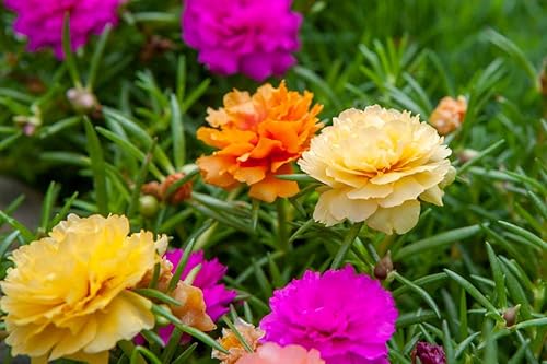 Miniatura 3 de Portulaca Grandiflora Seed Mix Garden Verdolaga Doble Flor Musgo Rosa Alrededor de 500 Semillas