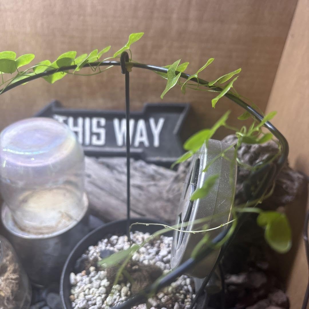 Amazon.co.jp: まず無いレアな亀甲竜 ダブルヘッド 塊根植物 : ホーム