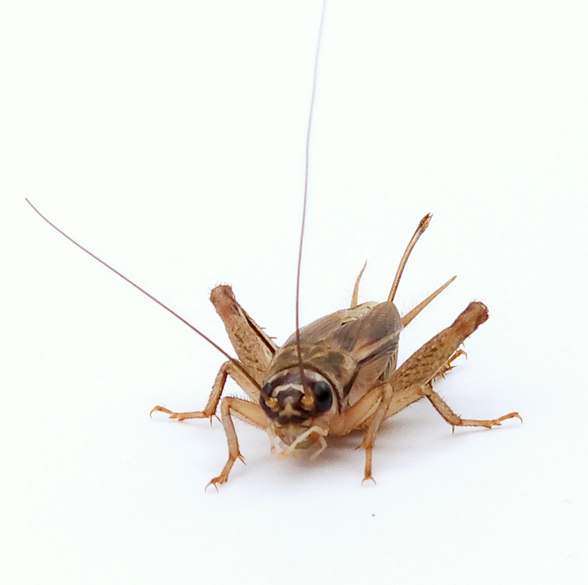 Lebende Heimchen Größe Nr. 6 (19–22 mm) Subadult | Mega Pack – 1000 STK | Futterinsekten für Reptilien und Amphibien
