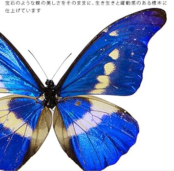 Amazon.co.jp: 蝶の標本 ヘレナモルフォ Morpho helena モルフォチョウ