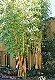 Bambusa eutuldoides - Asian Lemon Clumping Bamboo Plant - 1 Gallon Size t