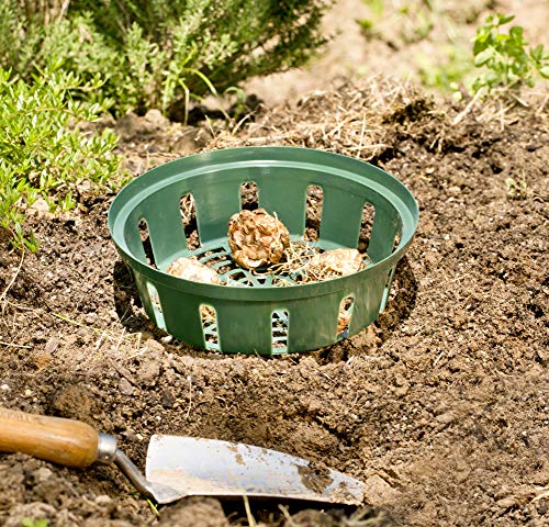 Windhager Vassoio di Semi bulbi da Fiore, Verde, Diametro 22 cm, 3 Pezzi - Image 4