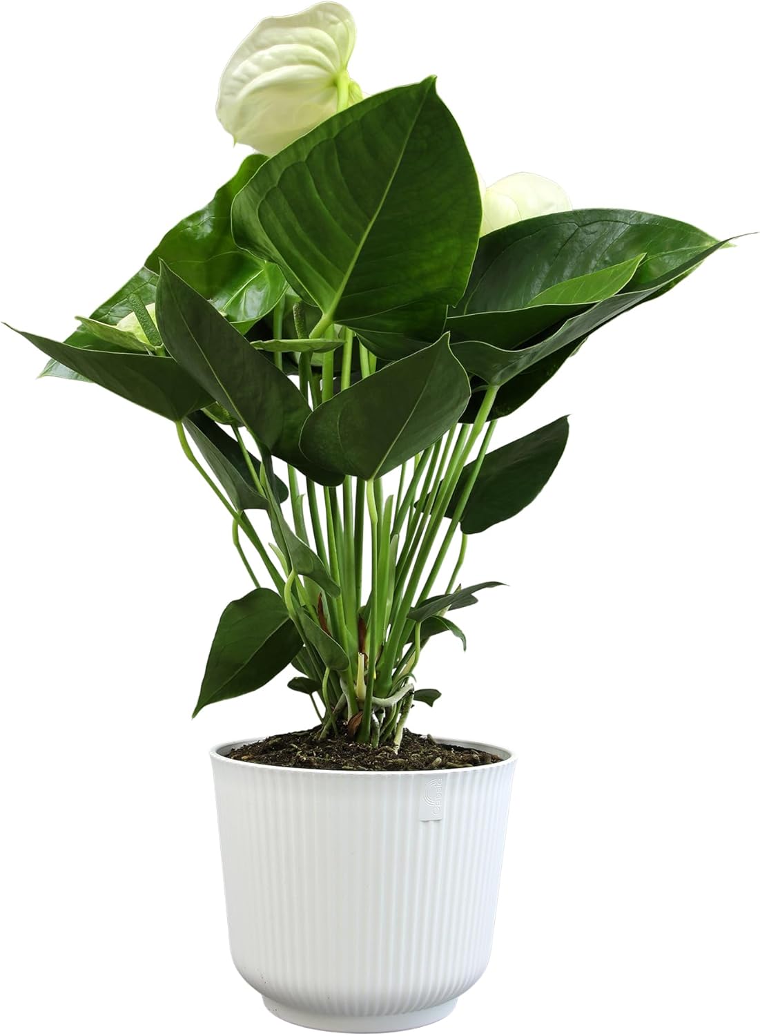 White Anthurium Live Sympathy Plant (Approx 18-21" Tall), Easy to Grow Flowering Houseplant in 6" White Decor Pot by Plants for Pets