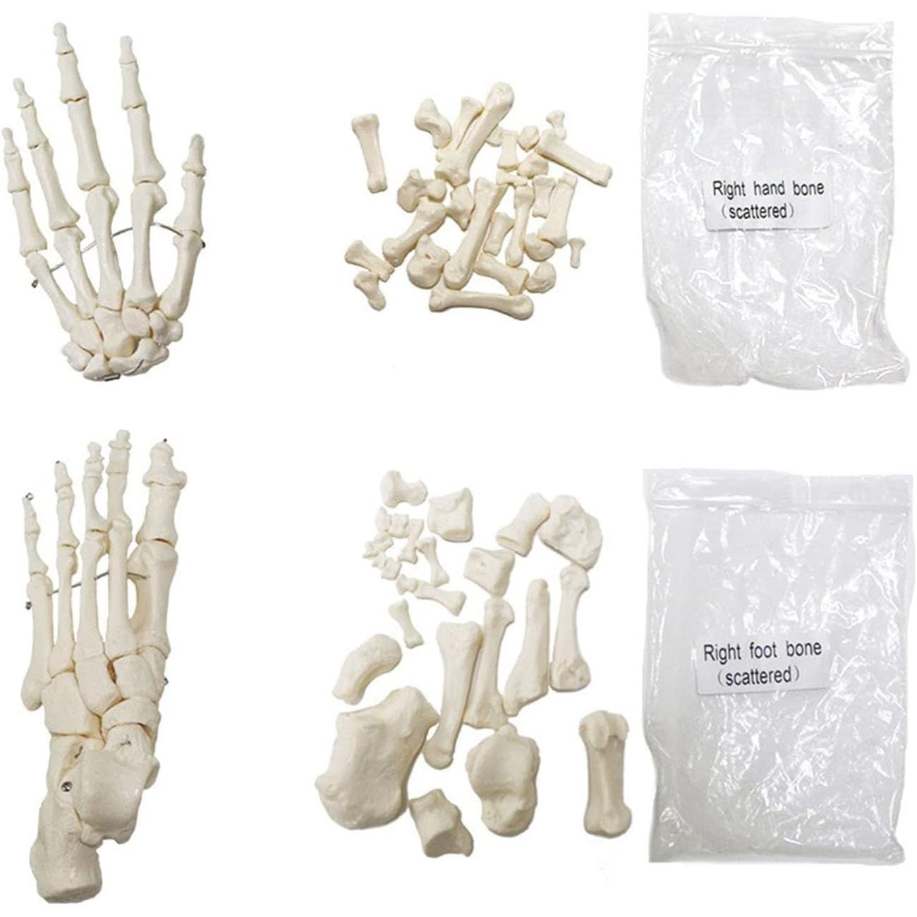 67-calowy model anatomiczny ludzkiego szkieletu w pełnym rozmiarze, kości przegubowe z PVC, 1 zestaw