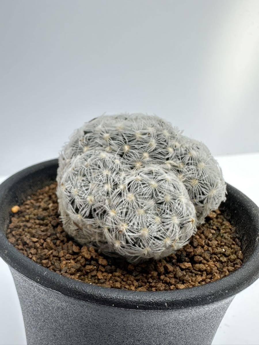 マミラリア デュエイ 作家鉢付き Amazon.co.jp: マミラリア デュエイ Mammillaria duwei 黄色花 抜き苗