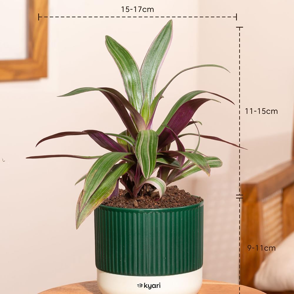 Kyari 4-Plant Indoor Combo - Jade, Money & More -2 Kyari 4-Plant Indoor Combo - Jade, Money & More -2