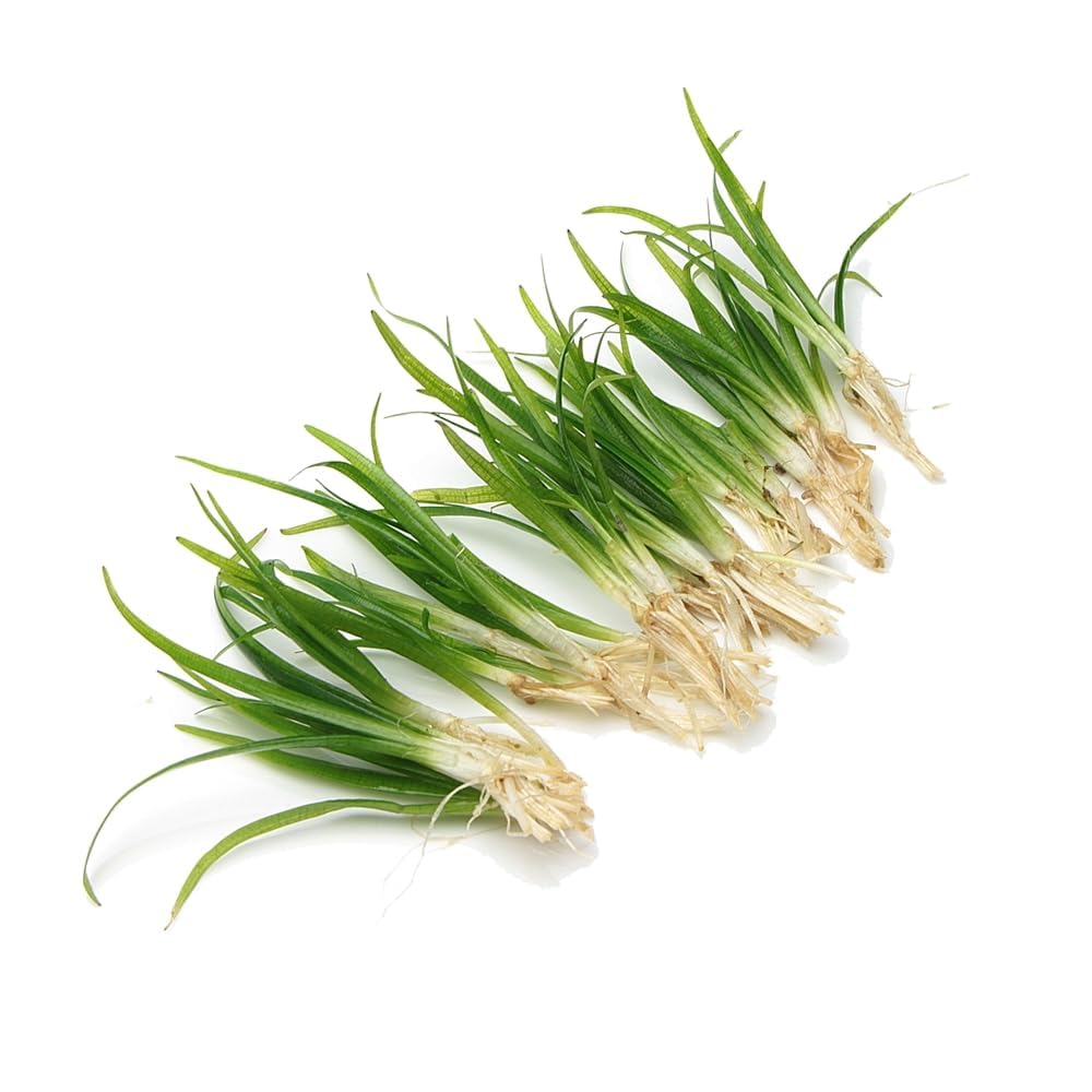 10 X Sagittaria Subulata Live Aquarium Plant Fast Growing Easy Care Grass for Freshwater Tropical Tank Aquascape K2AQUA