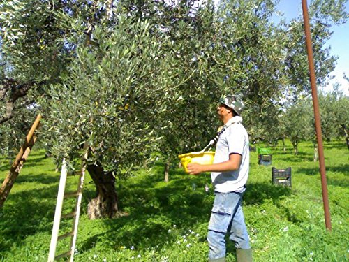 Miniatura 3 de Miembro del Club de Aceite de Oliva Italiano del Mes (12 meses)