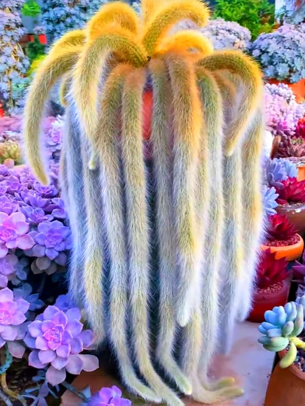 Monkey Tail Cactus Live Plants for Planting, Live Monkey Tail Cactus Houseplant Succulents in 2" Pot for Indoor Outdoor Planting