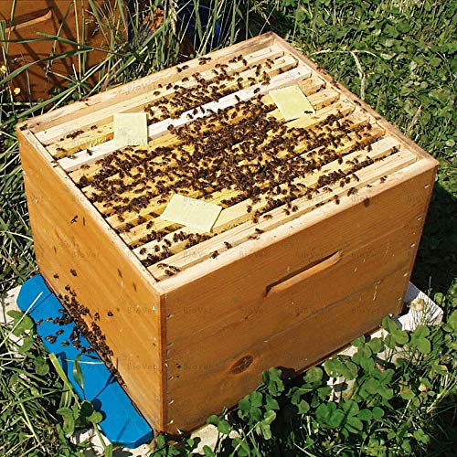 Andermatt BioVet Thymovar - Streifen zur Varroabehandlung bei Honigbienen – Bild 5