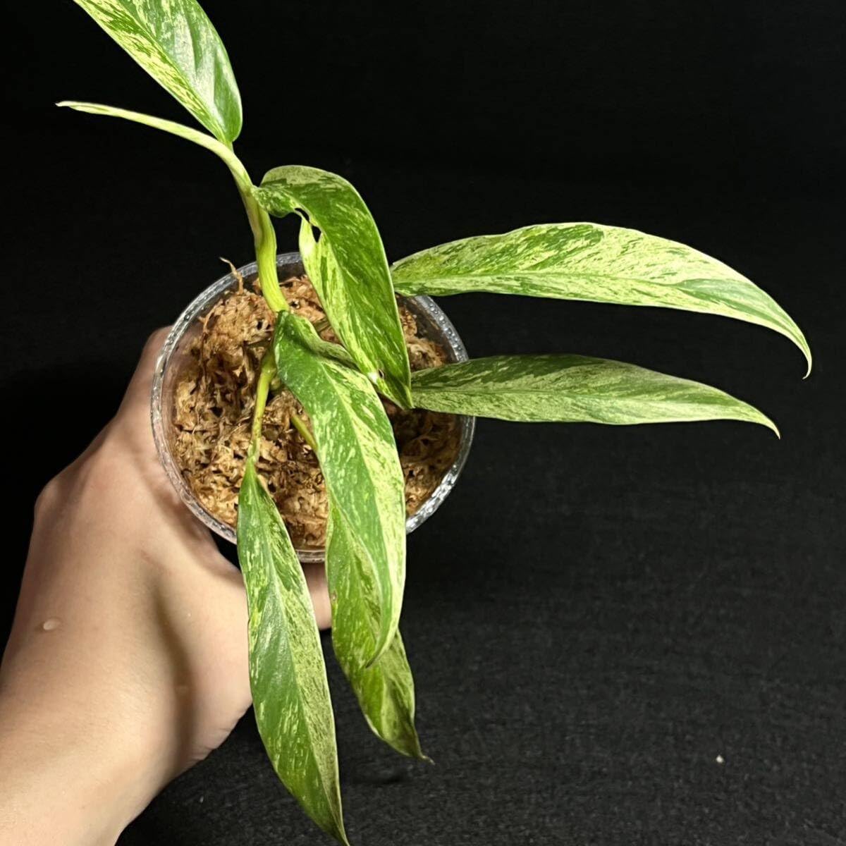 Amazon.co.jp: レア 157. Rhaphidophora Megasperma Variegated