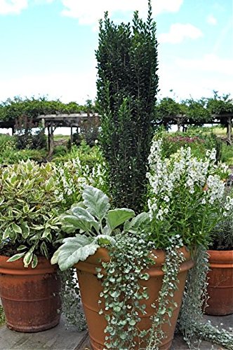 Sky Pencil Holly - Live Plants Shipped 2 Feet Tall By Das Farms (No California) #TOP24