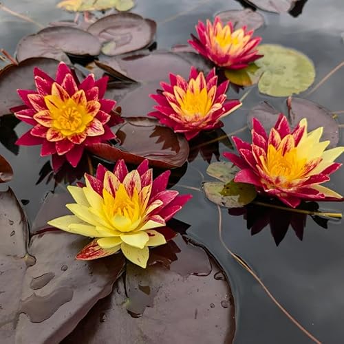 How to start bonsai lotus seeds
