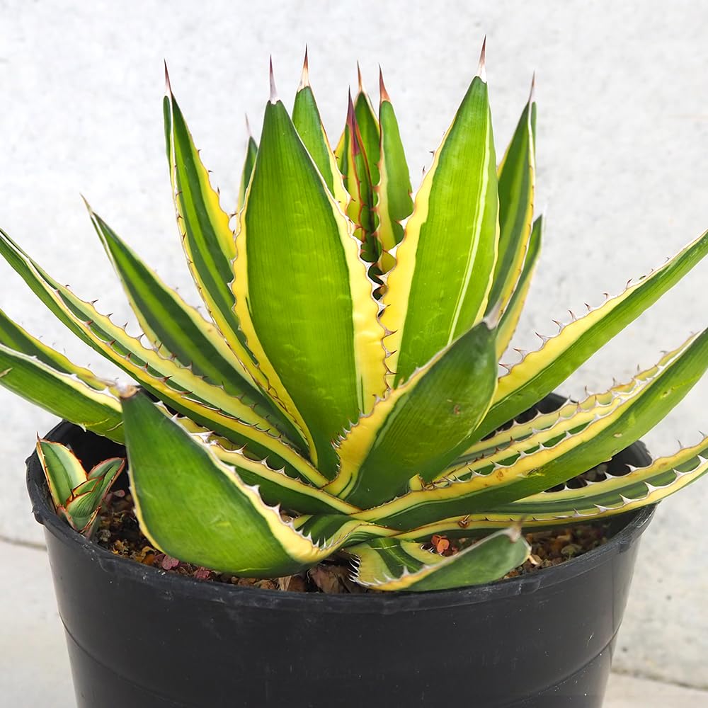 大きなアガベ 観葉植物 植物 アガベ大型