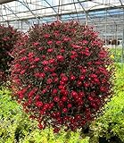 BALDUR Garten Delosperma 'Desert Dancers® Red', 2 Pflanzen,Blütenreicher Dauerblüher,Ganzjährig dunkelrotes Blattlaub,Bildet lange, dekorative Ranken,Blickfang,Winterhart