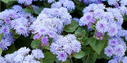 Blue Planet Ageratum - Semillas de flores para plantar (1000 semillas) - Ageratum houstonianum - Flor de hilo dental azul exótica