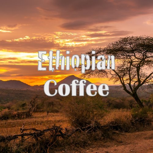Ethiopian Coffee, Yirgacheffe Region, Usda Organic, Ground, Fresh Roasted, 16-Ounce #TOP1
