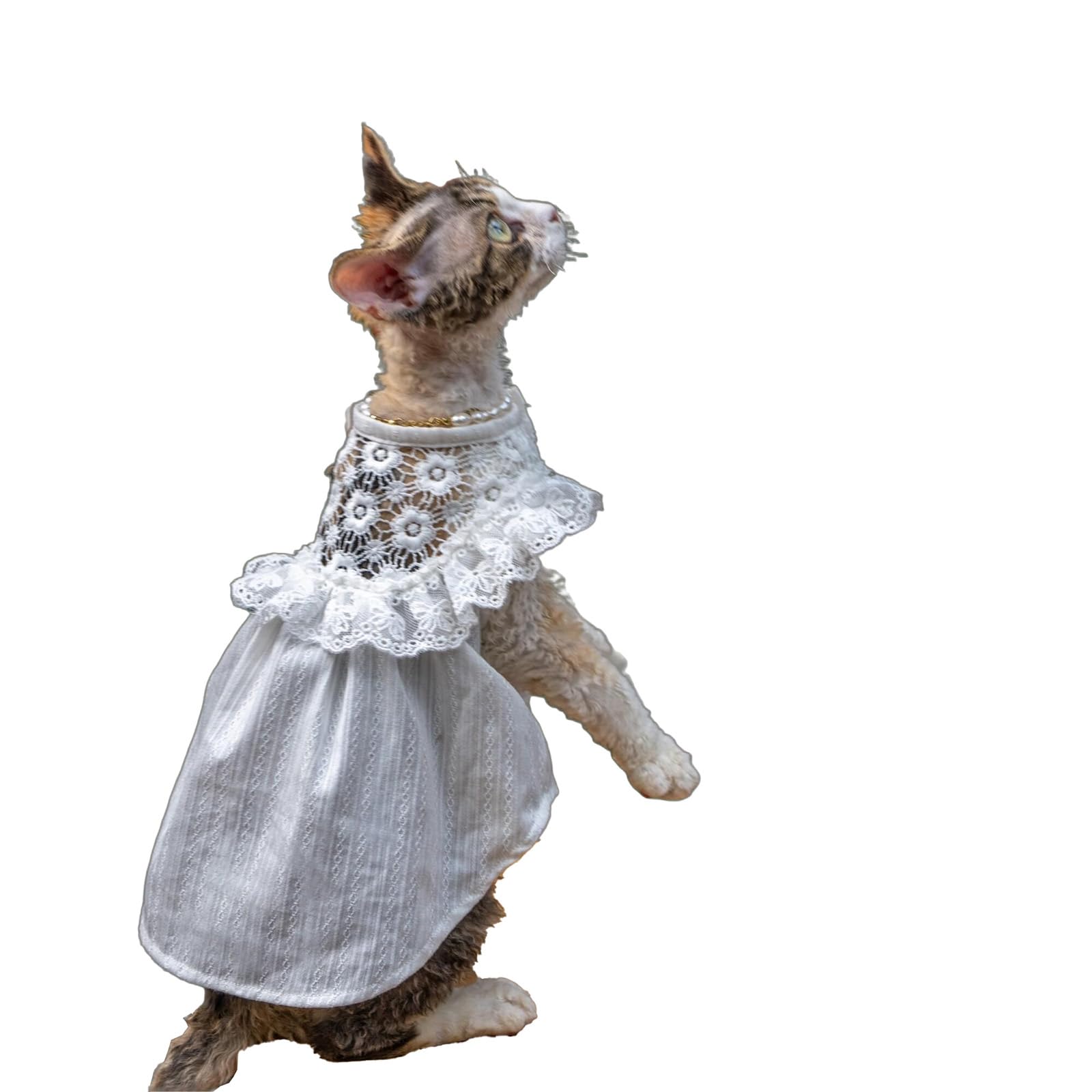 Robe d'été en dentelle pour chat Devon Rex idéale pour les séances photo au salon