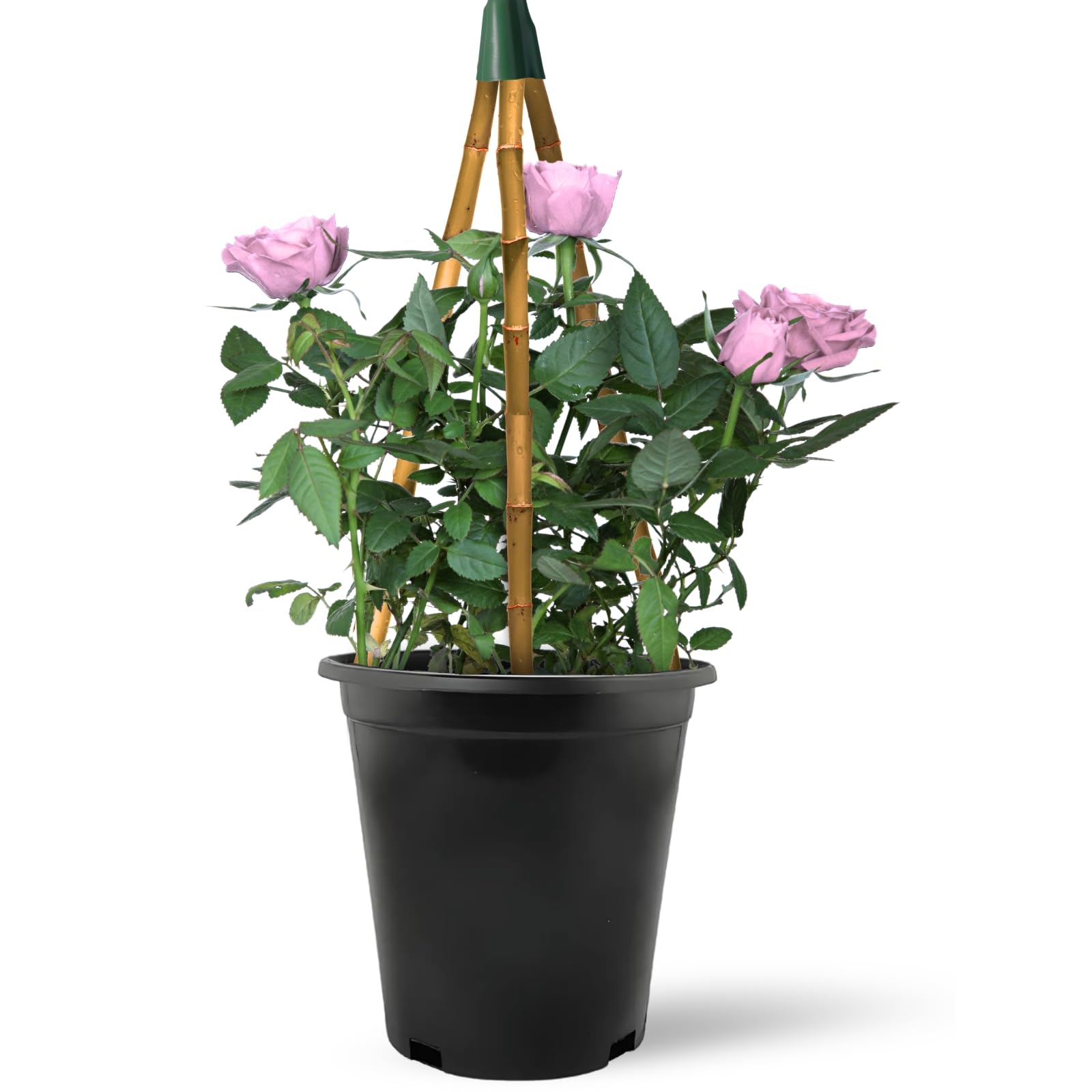 Climbing Rose in 2 Litre Pot - Golden, Pink, Red, White and Orange - Excellent Rose for Walls, Pillars Trellises and Arches (Pink)