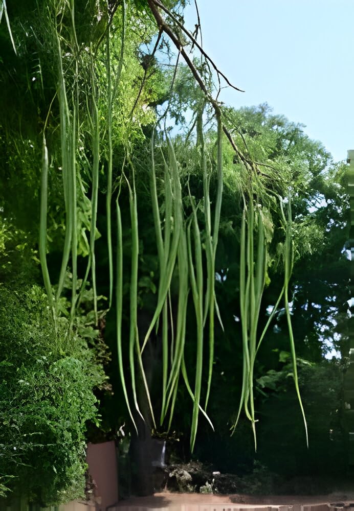 Drumstick/Sajna Moringa Oleifera High Yielding Dwarf Variety Plant Seeds (32 Seeds) (B0D4JRZ28M) Amazon Price History, Amazon Price Tracker