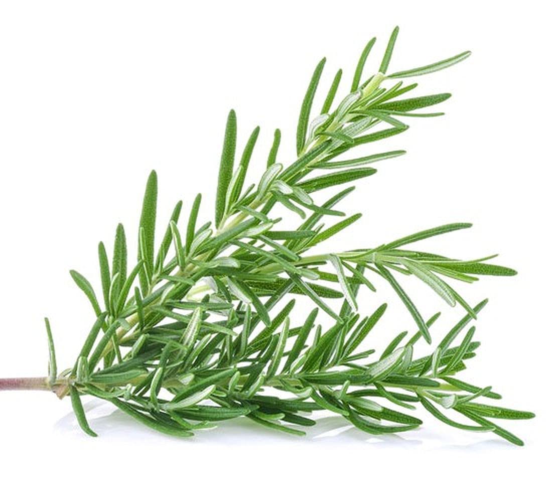 PLANTOGALLERY Herb Seeds |Rosemary Herb Seeds For Home Garden (50 Seeds Pack) (B09B2MJ7XR) Amazon Price History, Amazon Price Tracker