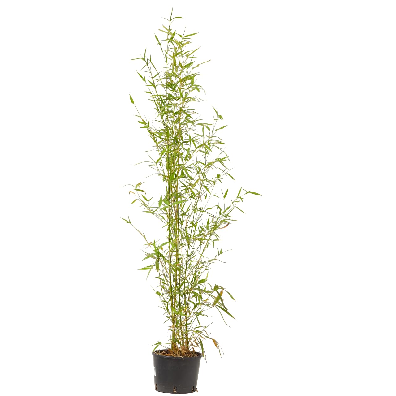 Verdecora Bambú en maceta de 5 litros | Bambusa | Planta Natural de Exterior con Follaje Denso y Vertical | Ideal para Jardines, Terrazas y Setos