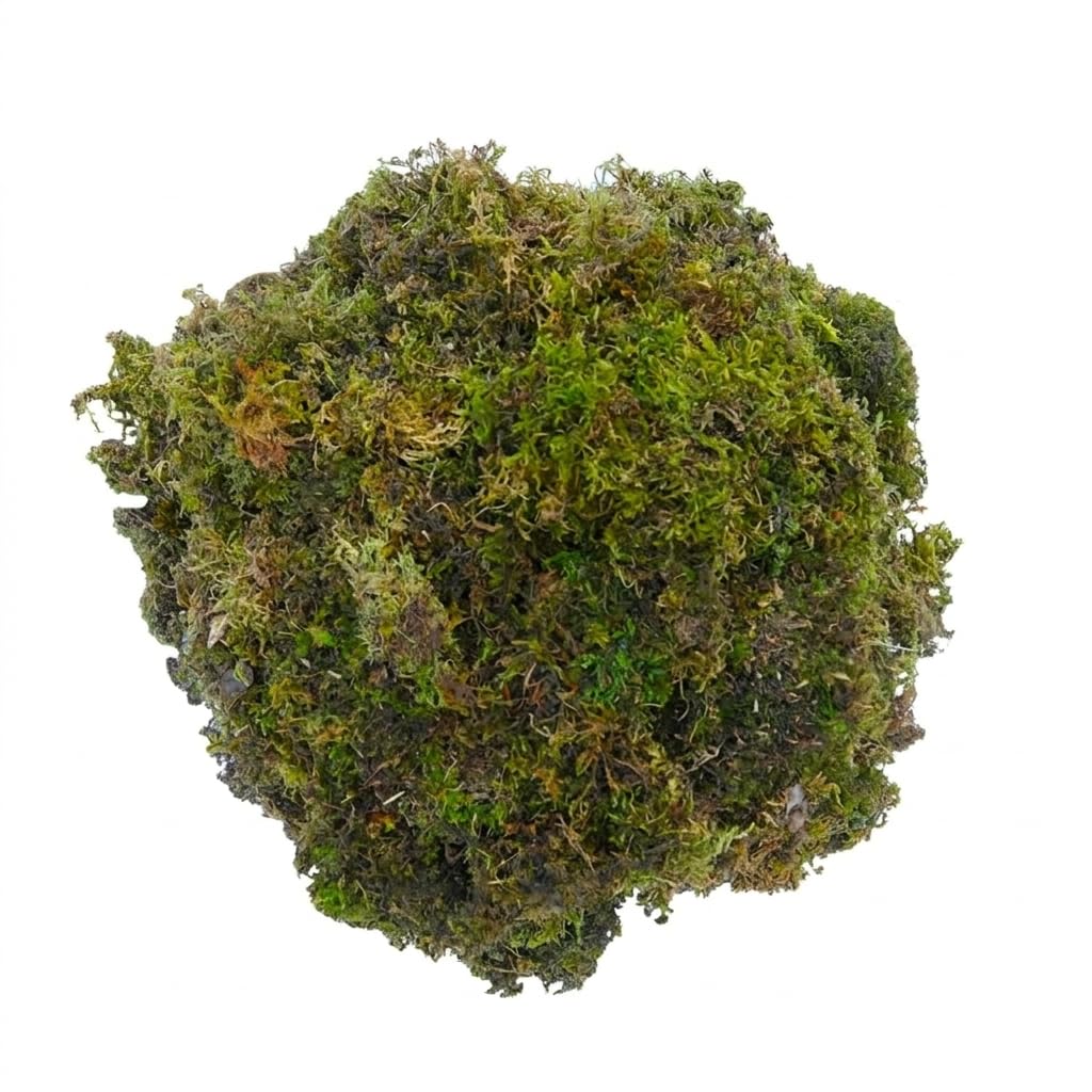 DR ARYA Natural Dried Moss Grass Preserved for Pots and Moss Grass for Bonsai with The Nice Green Appearance for Home and Garden - 1 KG