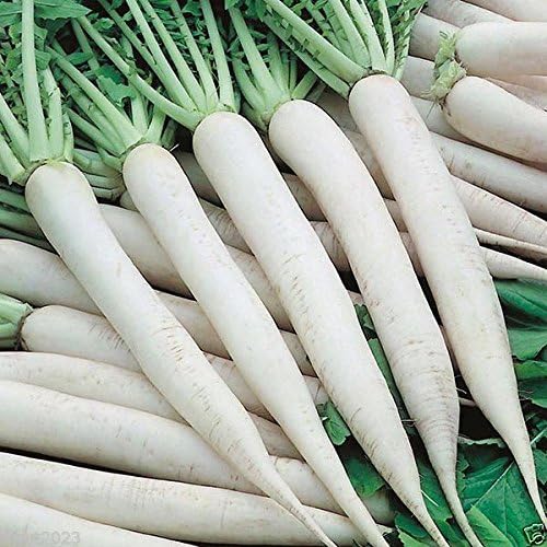 Giant White Radish SEEDS – Mino Early, Asian Vegetable - Japanese Unique Radish (4 ozs Seeds)