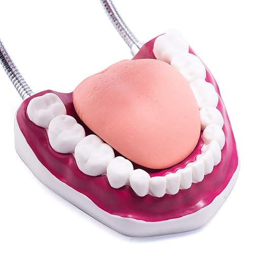 Miniatura 7 de El modelo dental del diente grande 6 veces amplía el modelo de la boca de la dentadura con la lengua movible para la terapia del habla